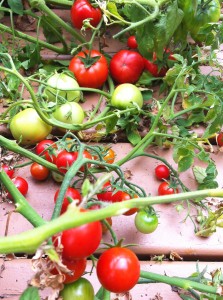 tomatoes on the vine on deck