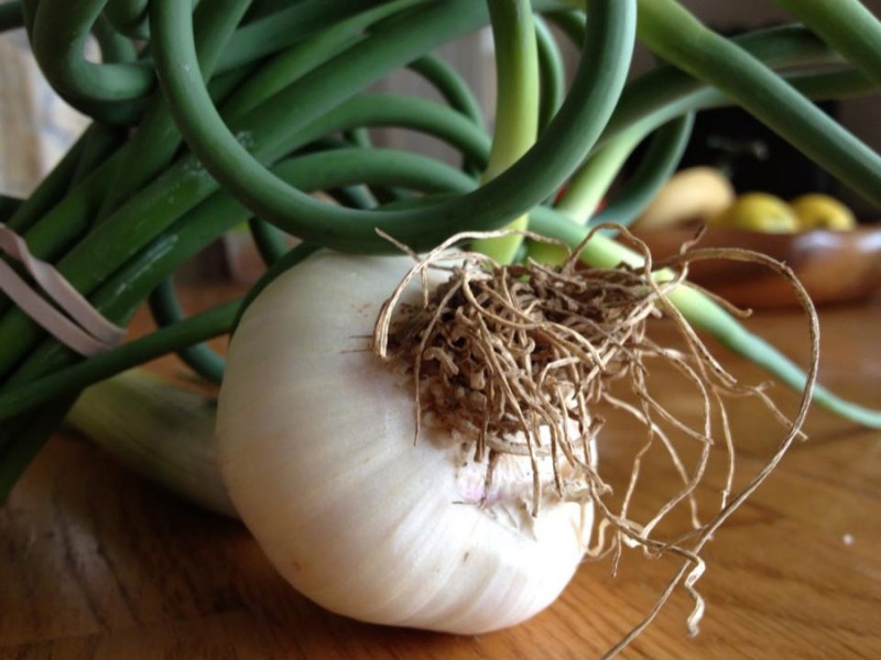 garlic bulb closeup with scapes